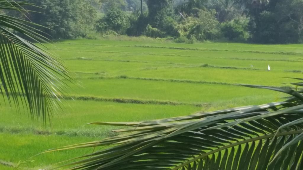 Serene View Tourist Rest Hotel Anuradhapura Kültér fotó