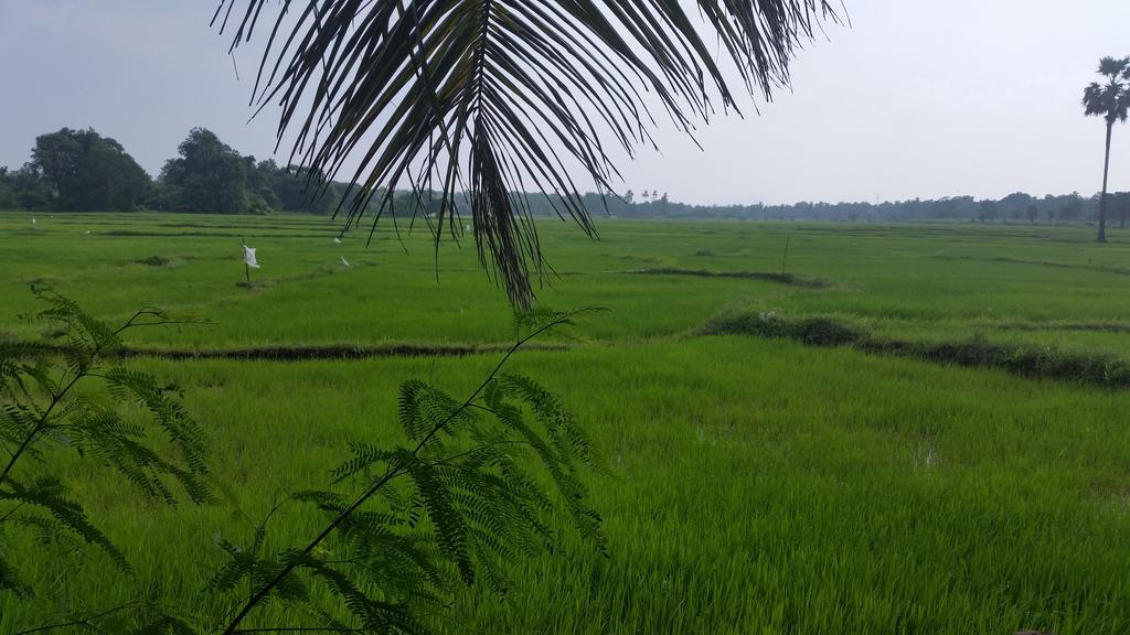 Serene View Tourist Rest Hotel Anuradhapura Kültér fotó